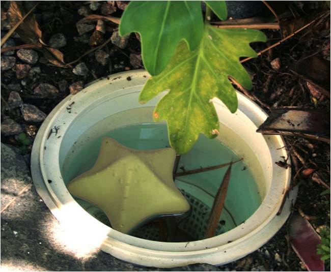 Laad de afbeelding in de Gallery-viewer, Comfortpool Zeester Reinigingssponzen